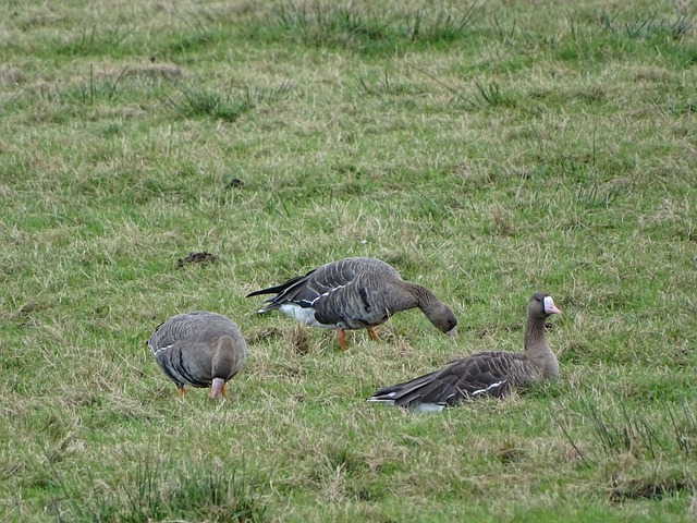 艾顿与球队 艾顿与球队
